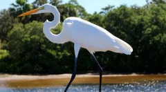 Velika bijela heron